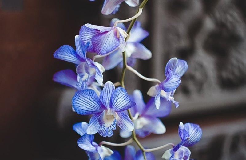 De Orchideeën Hoeve